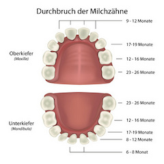 Das Milchzahngebiß