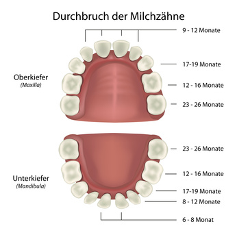 Durchbruch-Milzahne